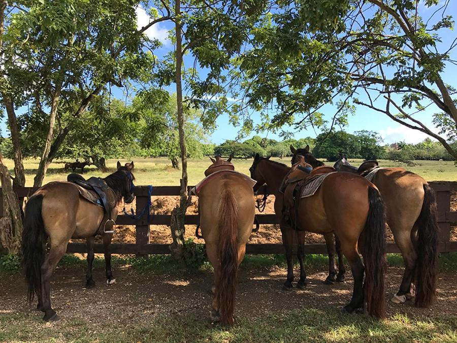 Villa Sea Horse Ranch à La Mulata Extérieur photo